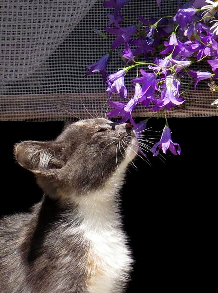 Cats sniffing flowers is the cutest thing ever (Gallery)