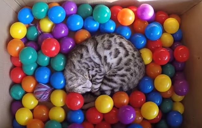 cat ball pit