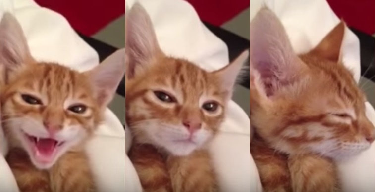 cat pictures