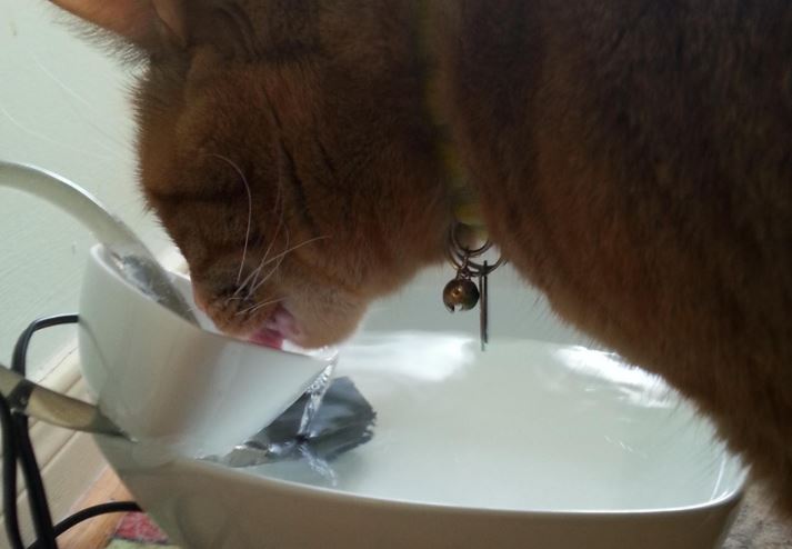 homemade cat fountain
