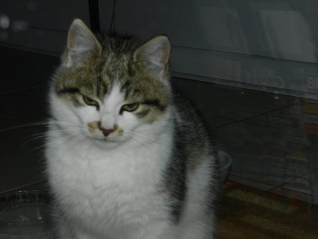 Family Finds Ingenious Way To Keep Feral Mom And Her Kitten Warm