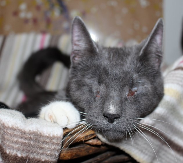 Rescue Pitt Bulls foster and care for 3 newly blind cats