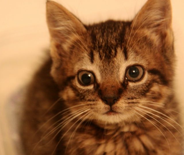 25 googlyeyed cats who are way too cute to handle! (Gallery)