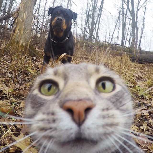 Manny the kitty loves to takes selfies with his doggy buds using his go pro camera (Gallery)
