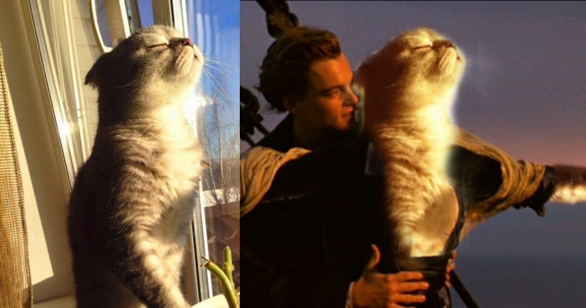 cat pictures