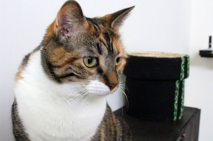 They Turned Their Room Into A Mario Cat World And Its Awesome