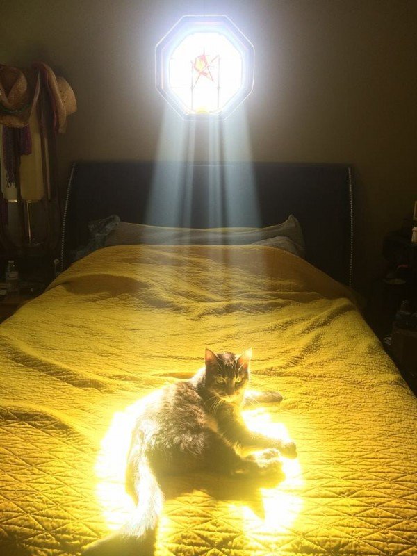 15 solar powered cats recharging in the sunbeam