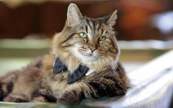 At 26 Years Old He s Now The World s Oldest Living Cat And Is Still 