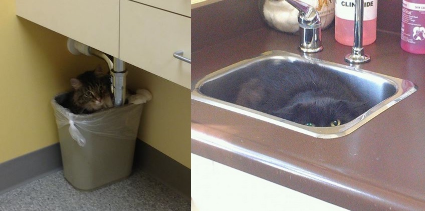 cat pictures