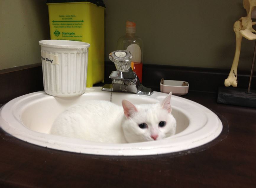 cats hiding from the vet 9