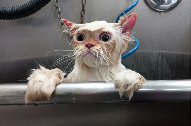12 Photoshopped pictures of this wet kitty will crack you up!