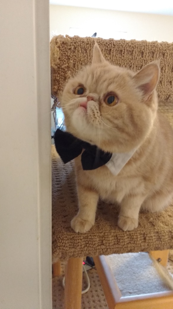 This derpy faced cat will make you redefine the word "cute" (Gallery)