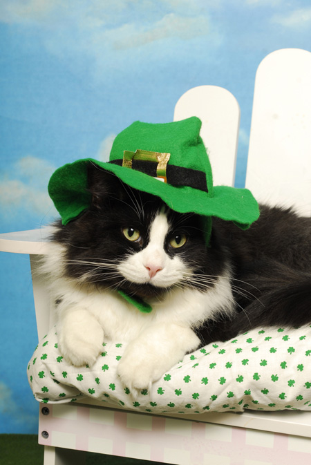 14 cats ready for St. Patrick's day!