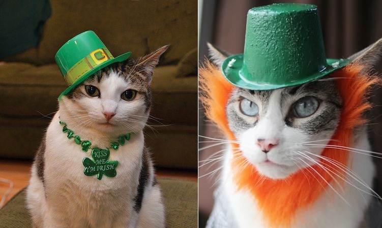 14 cats ready for St. Patrick's day!