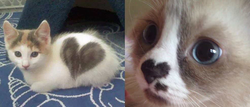 cat pictures