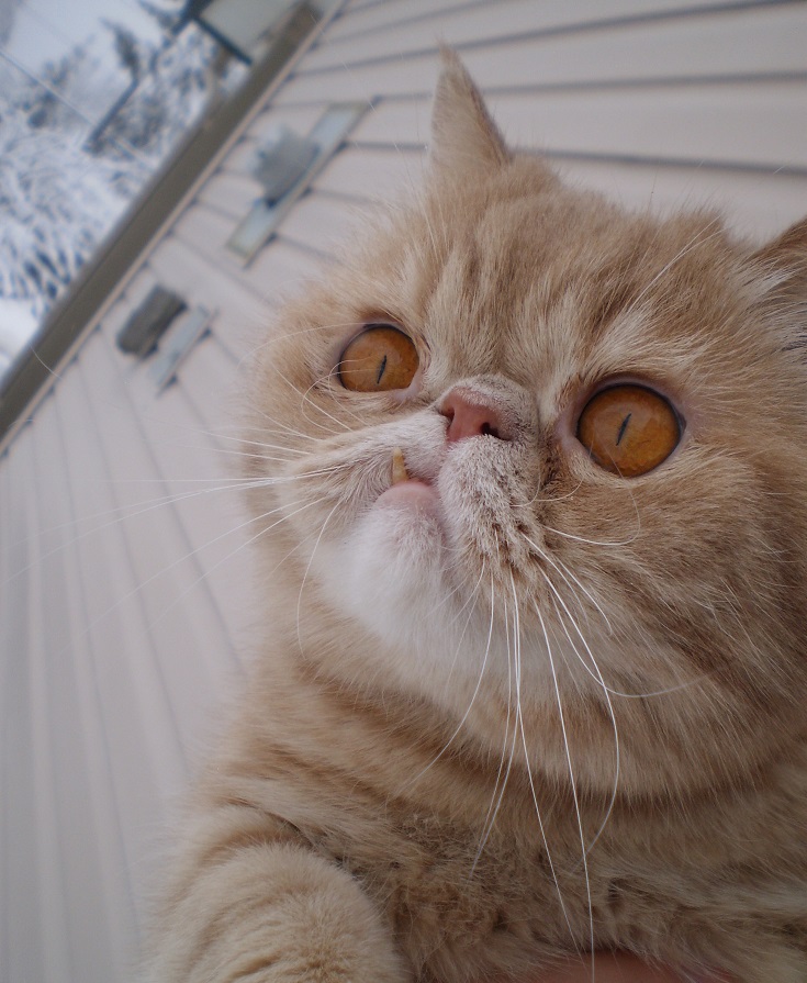 Featured image of post Derpy Cat Face