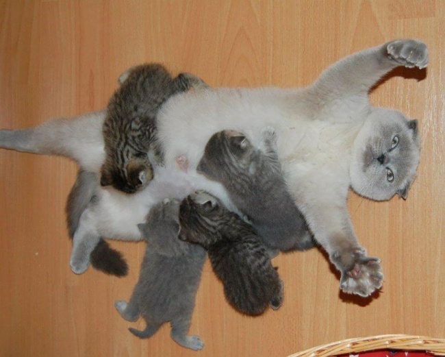 25 cats who are