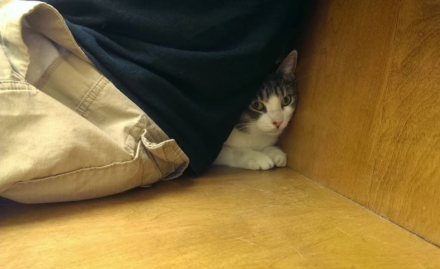 cats hiding from the vet 5
