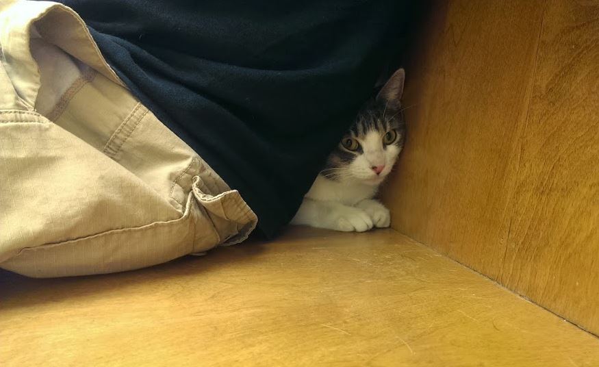 22 priceless photos of cats trying to hide from the vet