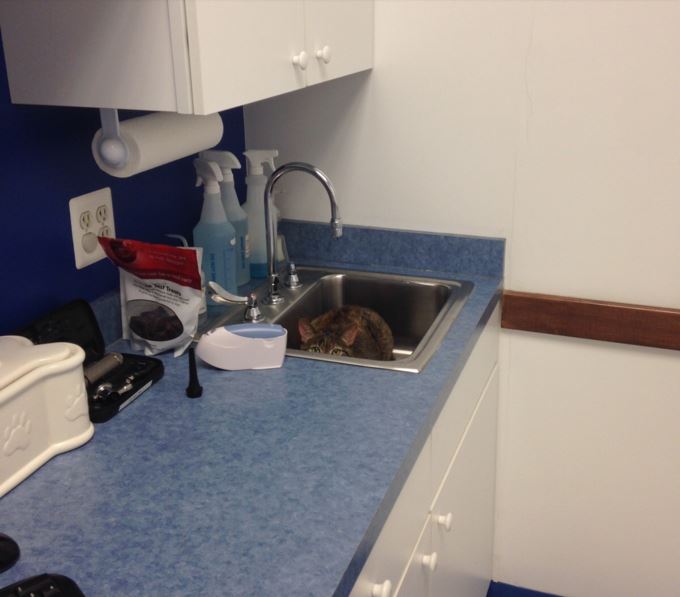 cats hiding from the vet 2