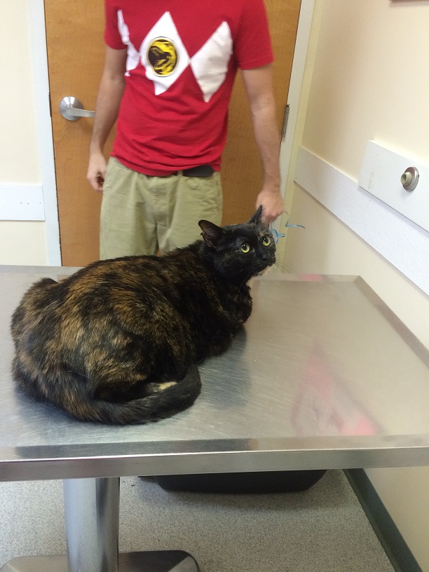 tortie at the vet