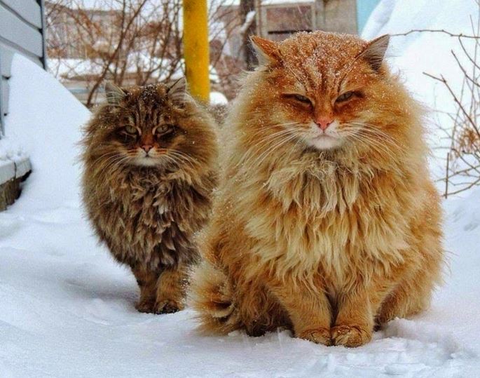 images of norwegian forest cats