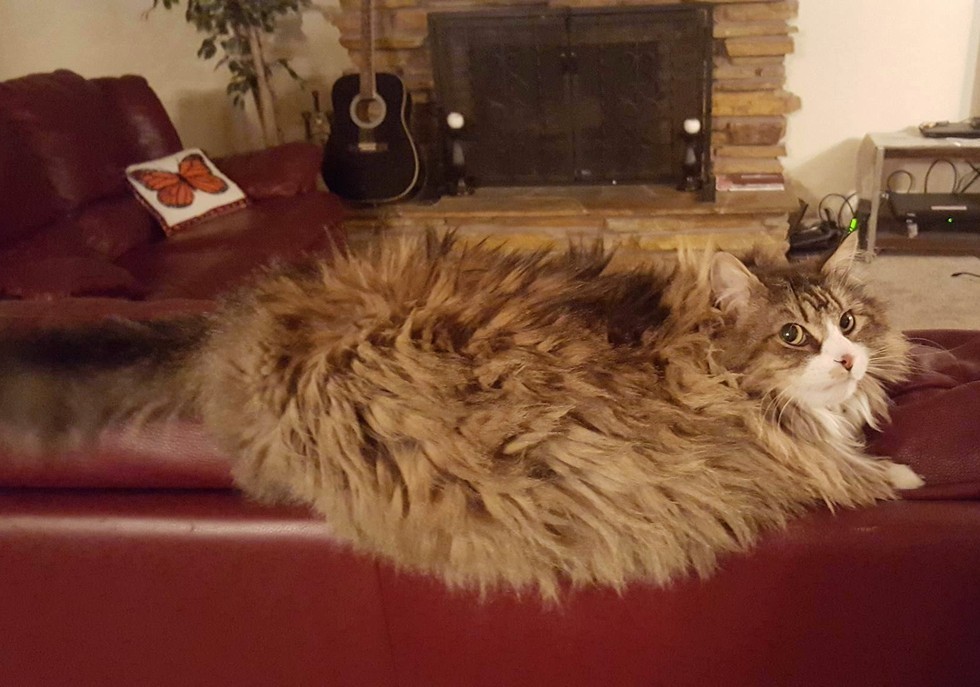 cat pictures