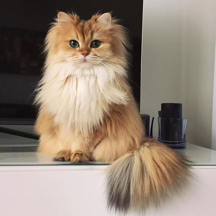 smoothie the cat 