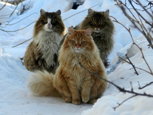 facts about norwegian forest cats