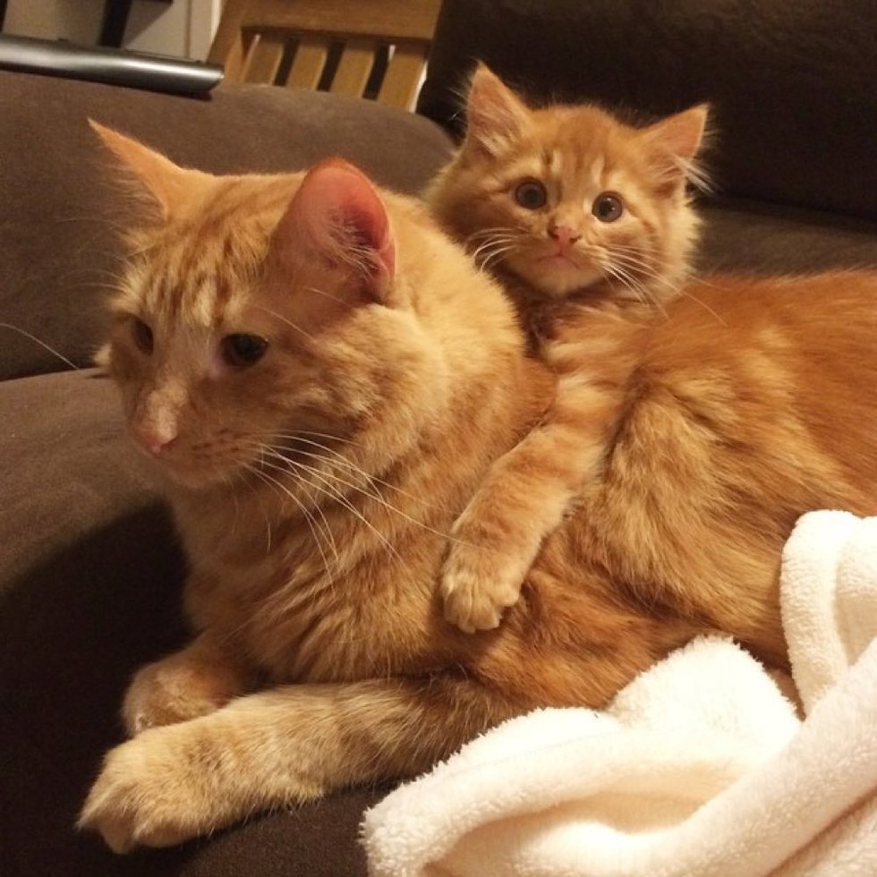 Ginger cat finds his very own mini-me and raises him like his own!