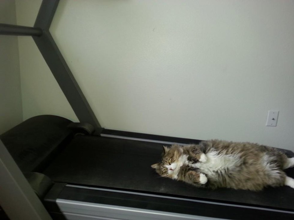 cat treadmill funny papyrus