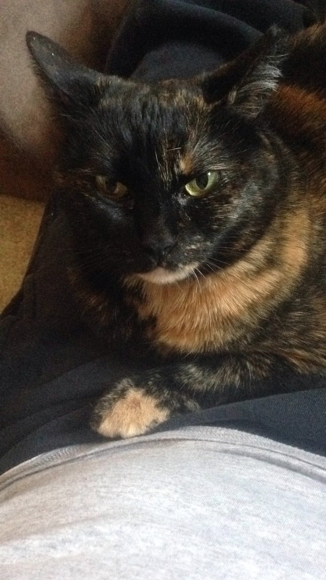 Tortitude - a look into the unique personality of tortoiseshell cats