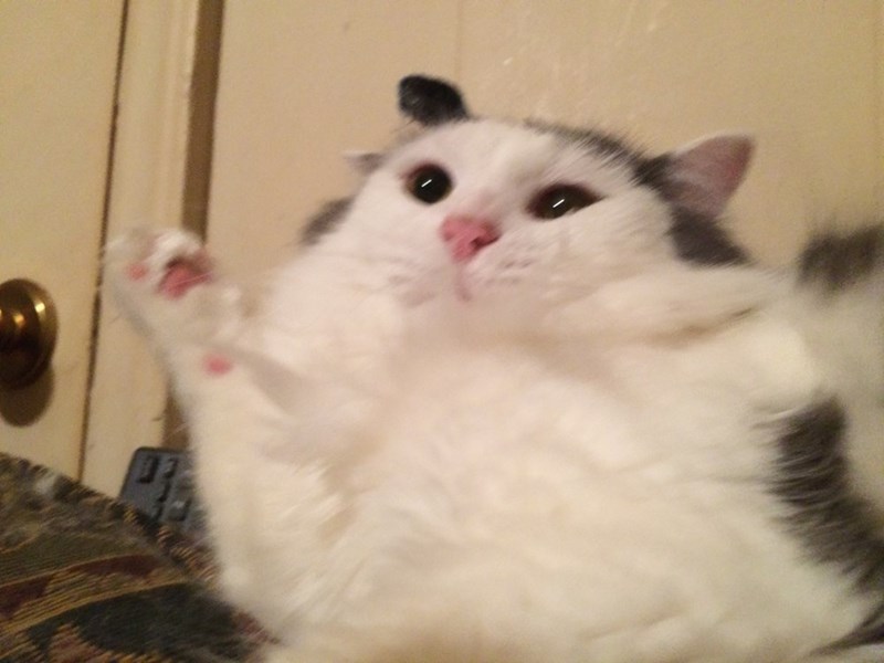20 unflattering cat selfies to help you feel better about yourself