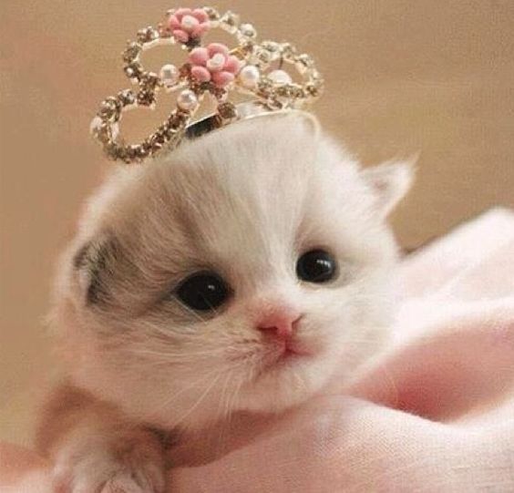 11 cats in crowns wishing the Queen a happy birthday!