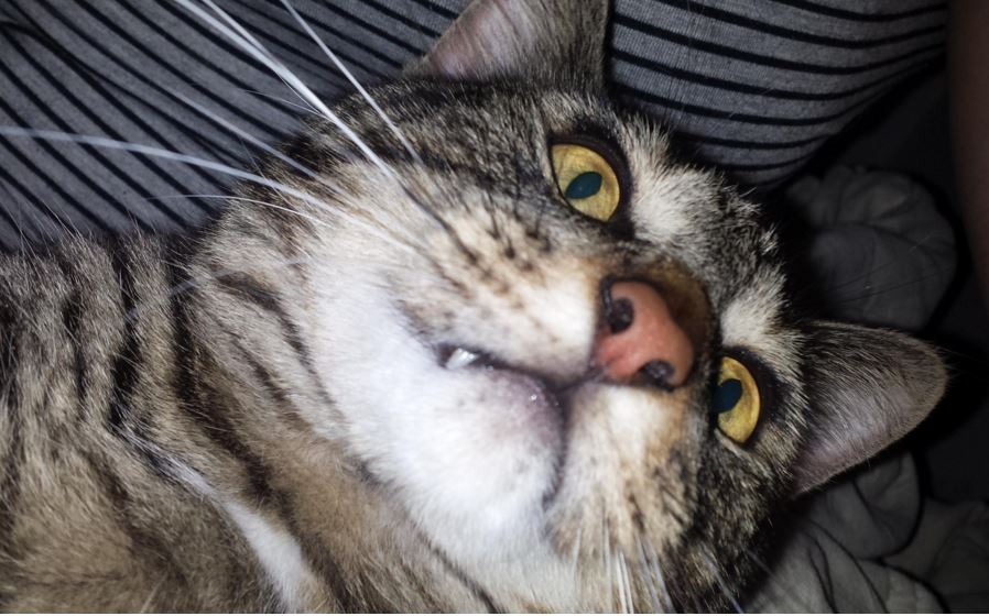 20 unflattering cat selfies to help you feel better about yourself