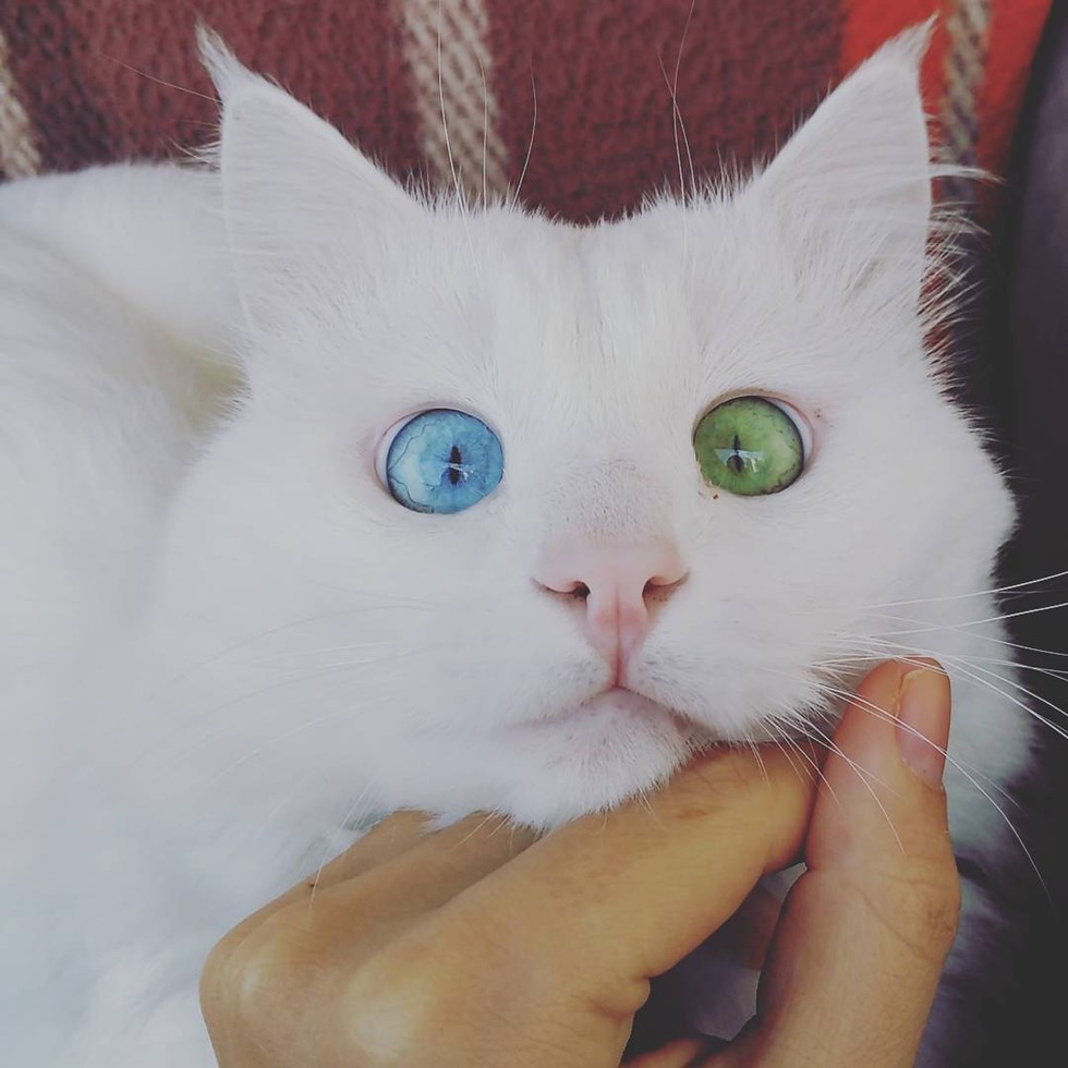 This beautiful fluffy crosseyed cat has the most mesmerizing eyes