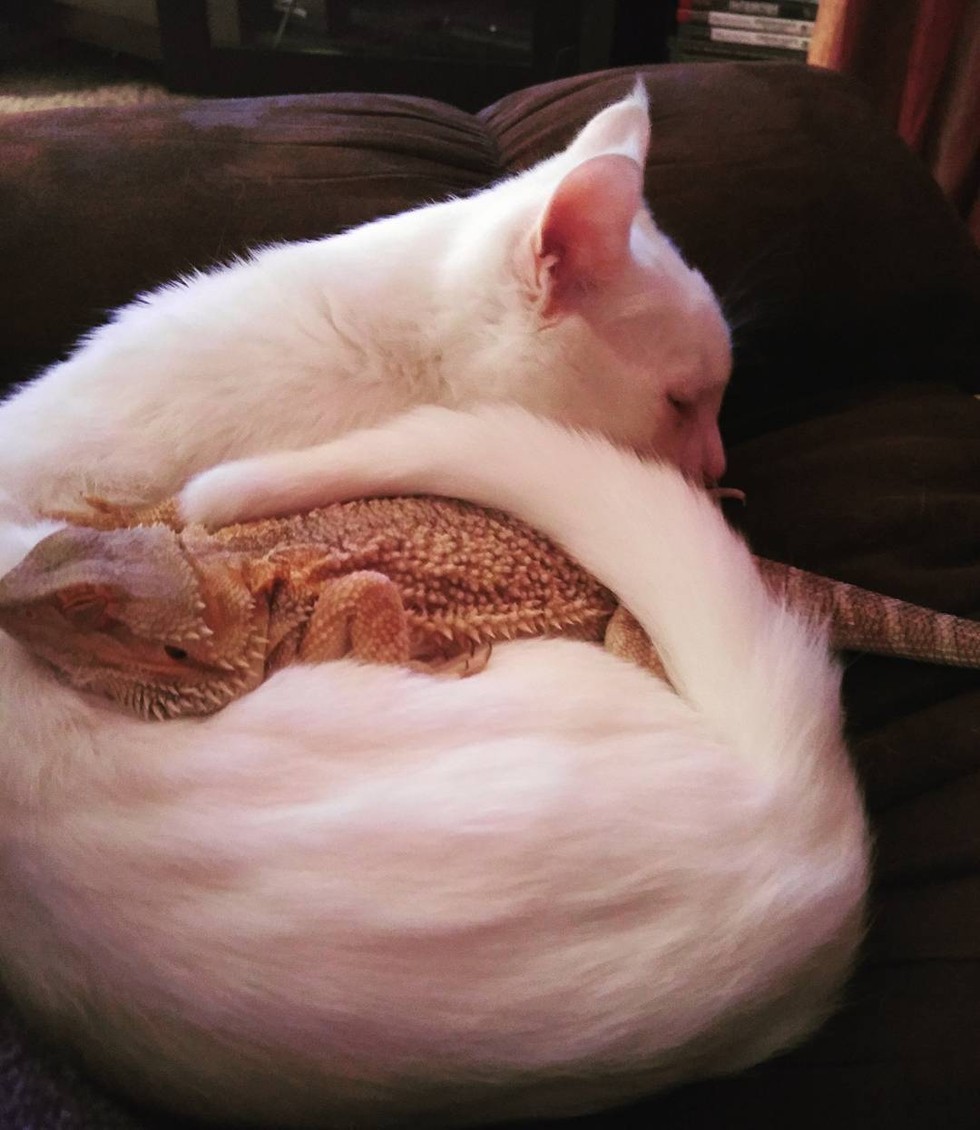Cat and bearded dragon are the most unlikely yet adorable cuddle buds  (Gallery)