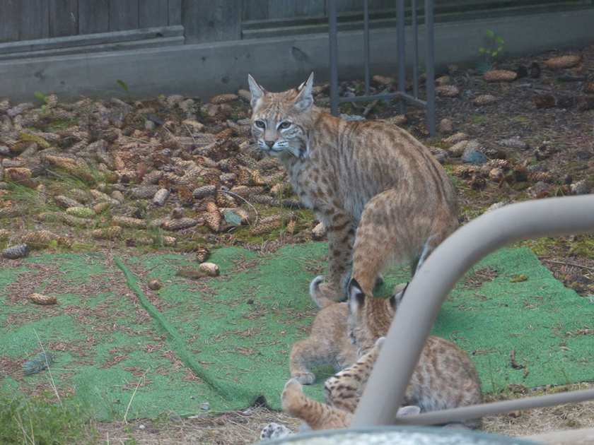 Can You Let Cats Outside In Calgary Can You Let Cats Outside In Calgary