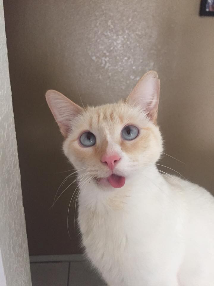Rescue kitty turns broken jaw into a beautiful smile! (Gallery)