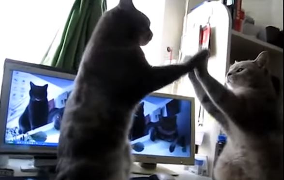 French cats playing patty cake