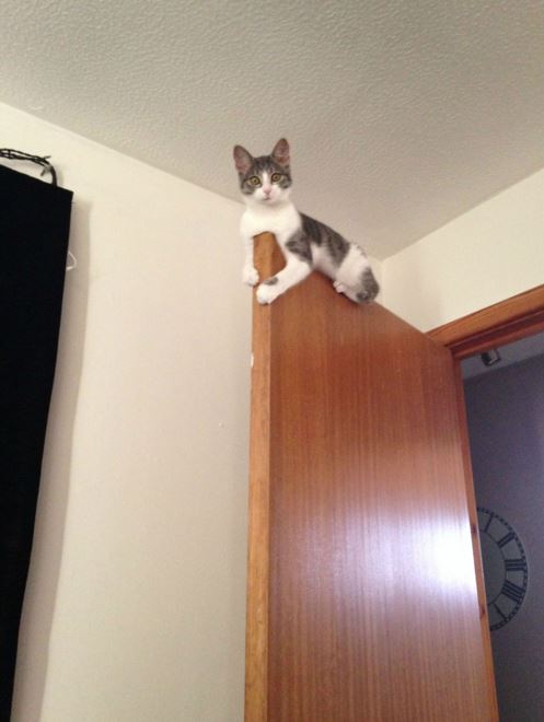 20 cats on doors that prove cats are our little acrobatic weirdos