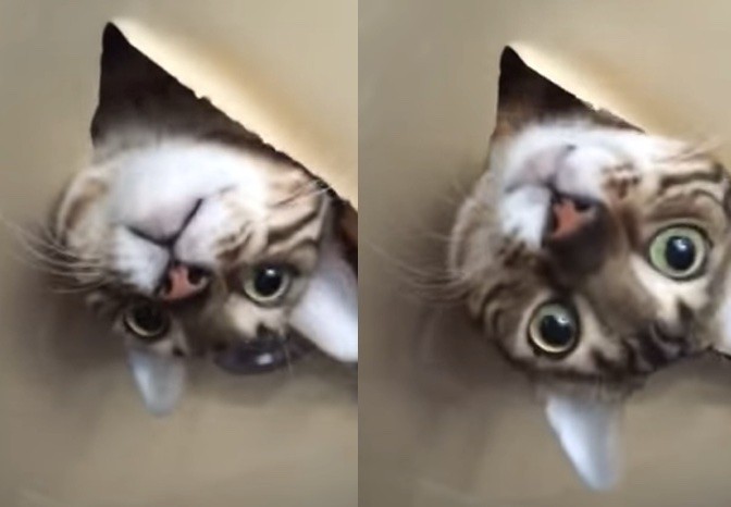 She Returns Home Only To Find Her Cat Playing In Her Ceiling