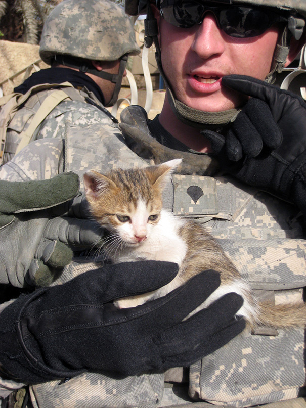 29 photos capturing touching moments of soldiers befriending cats