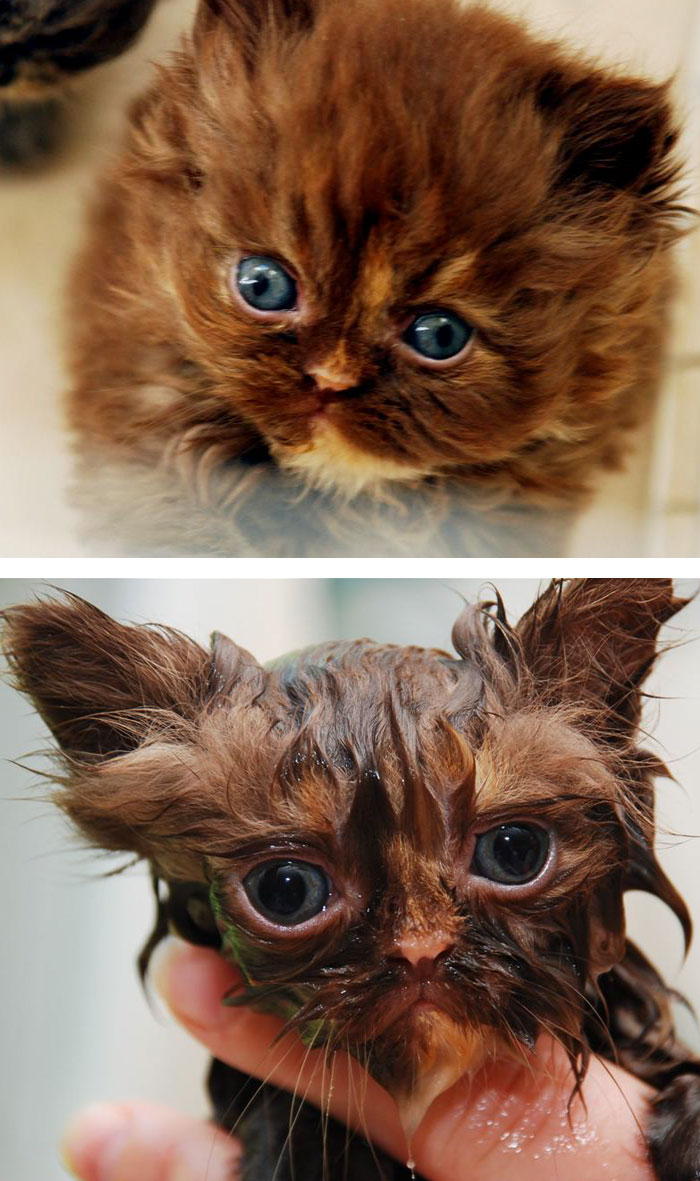 17 hilarious photos of cats before and after a bath