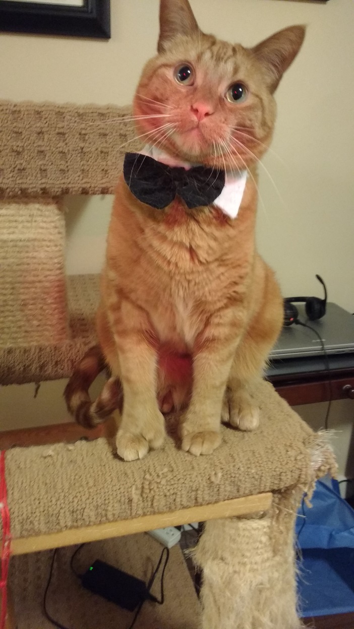 Double pawed cat is twice the cute! (Gallery)