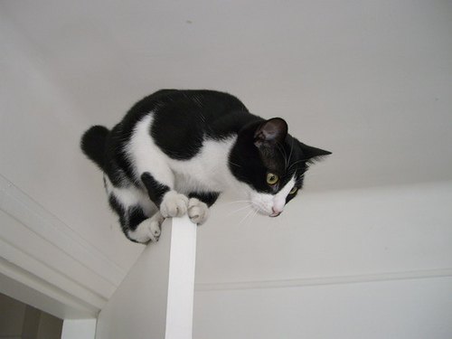 cat on top of door