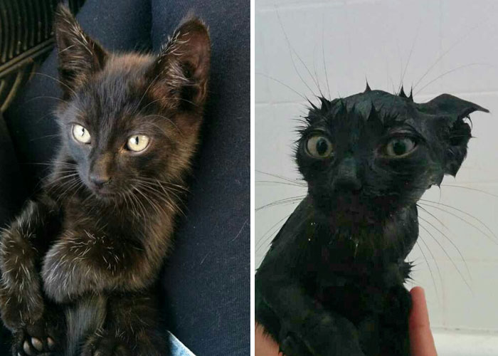 17 hilarious photos of cats before and after a bath