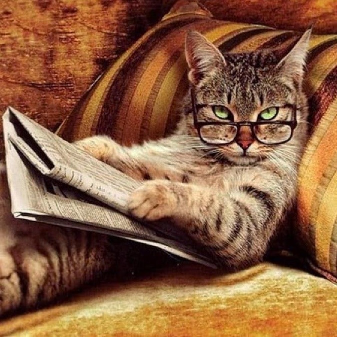 Do cats have long term memory?