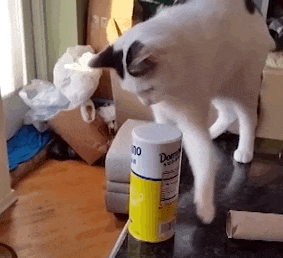 Why do cats knock stuff over?