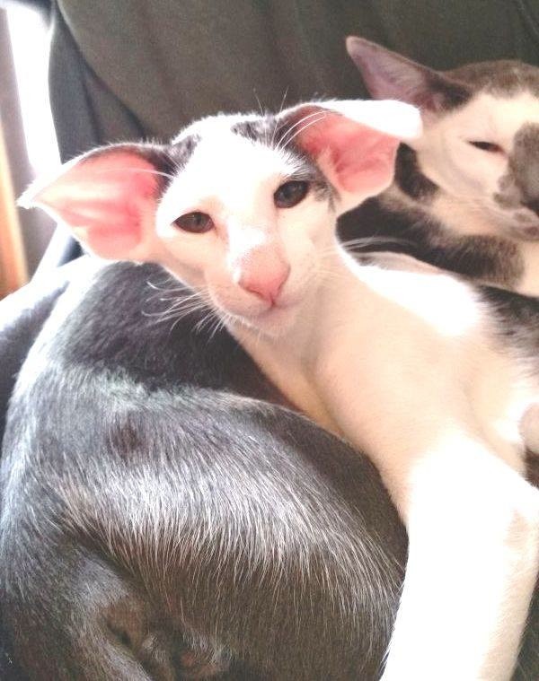 dobby looking cat